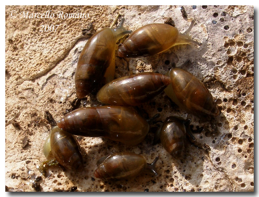 Ferussacia  folliculus (Gmelin, 1791) a Segesta (TP)